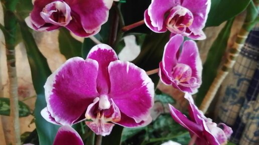 Мои орхидеи в полном роспуске 🌹🌼🌸