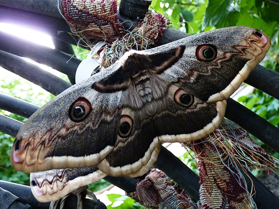 Ну надо же, красотки Павлиноглазки попались в самый интимный момент.