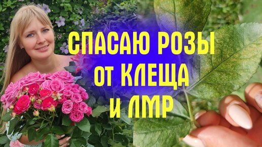 На РОЗАХ ПЯТНА! Что ЭТО и КАК ЛЕЧИТЬ?! КОКТЕЙЛЬ ДЛЯ ОБРАБОТКИ РОЗ ЛЕТОМ