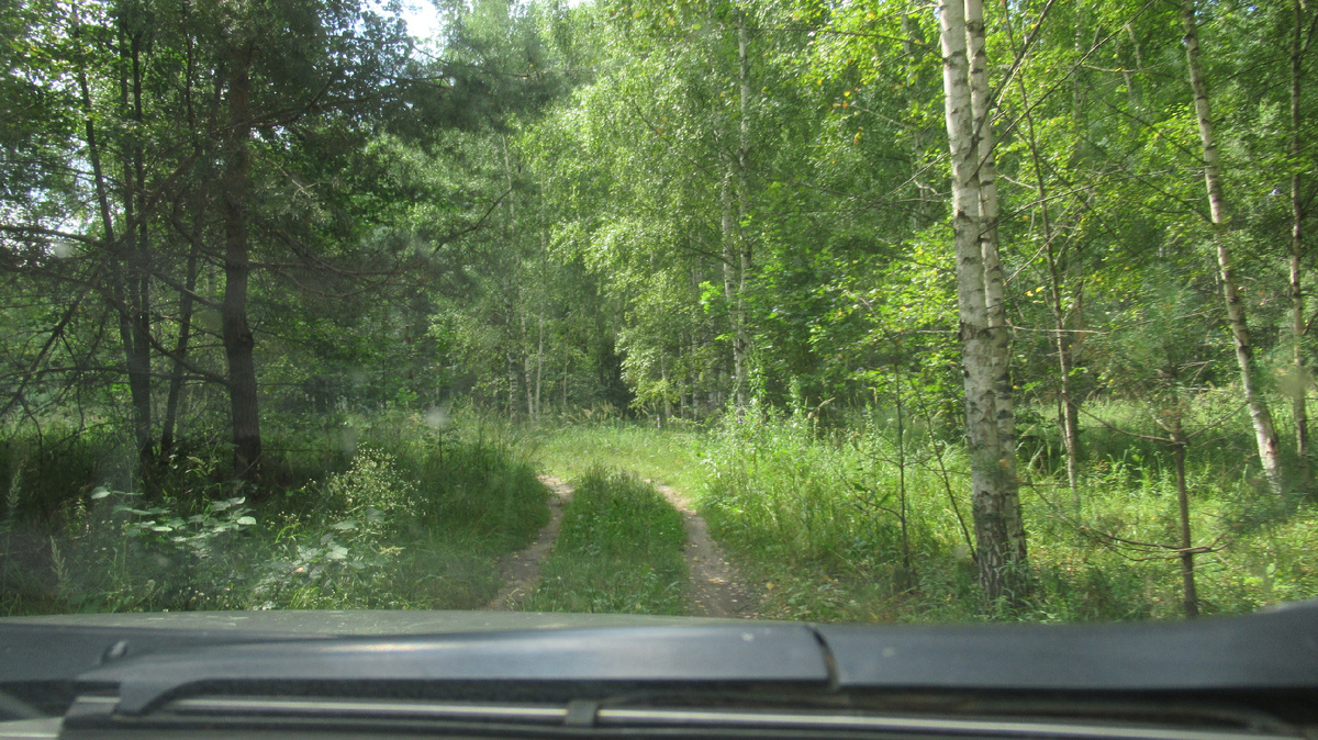 Лес тот же, но с другой стороны