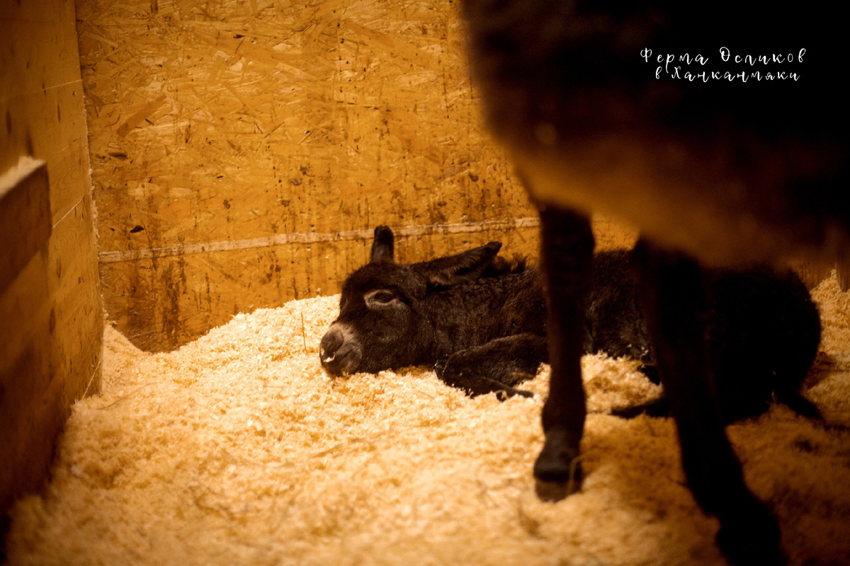Республика Карелия,Лахденпохский район, п. Ханканмяки, ул. Приозерская. 