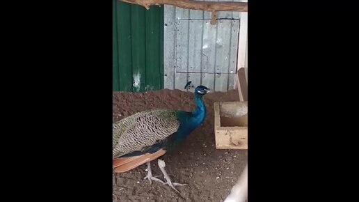 Peacocks beautiful СПОЙ ПАВЛИН🦚🦚🦚peacocks sing, 😍красавцы павлины поют,Peacocks 🦚🦚, cutie, красавцы, павлины страусы