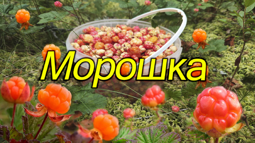 Морошка. Сбор ягоды. Морошка - самая вкусная и красивая ягода. Сезон 2024. Дикая ягода