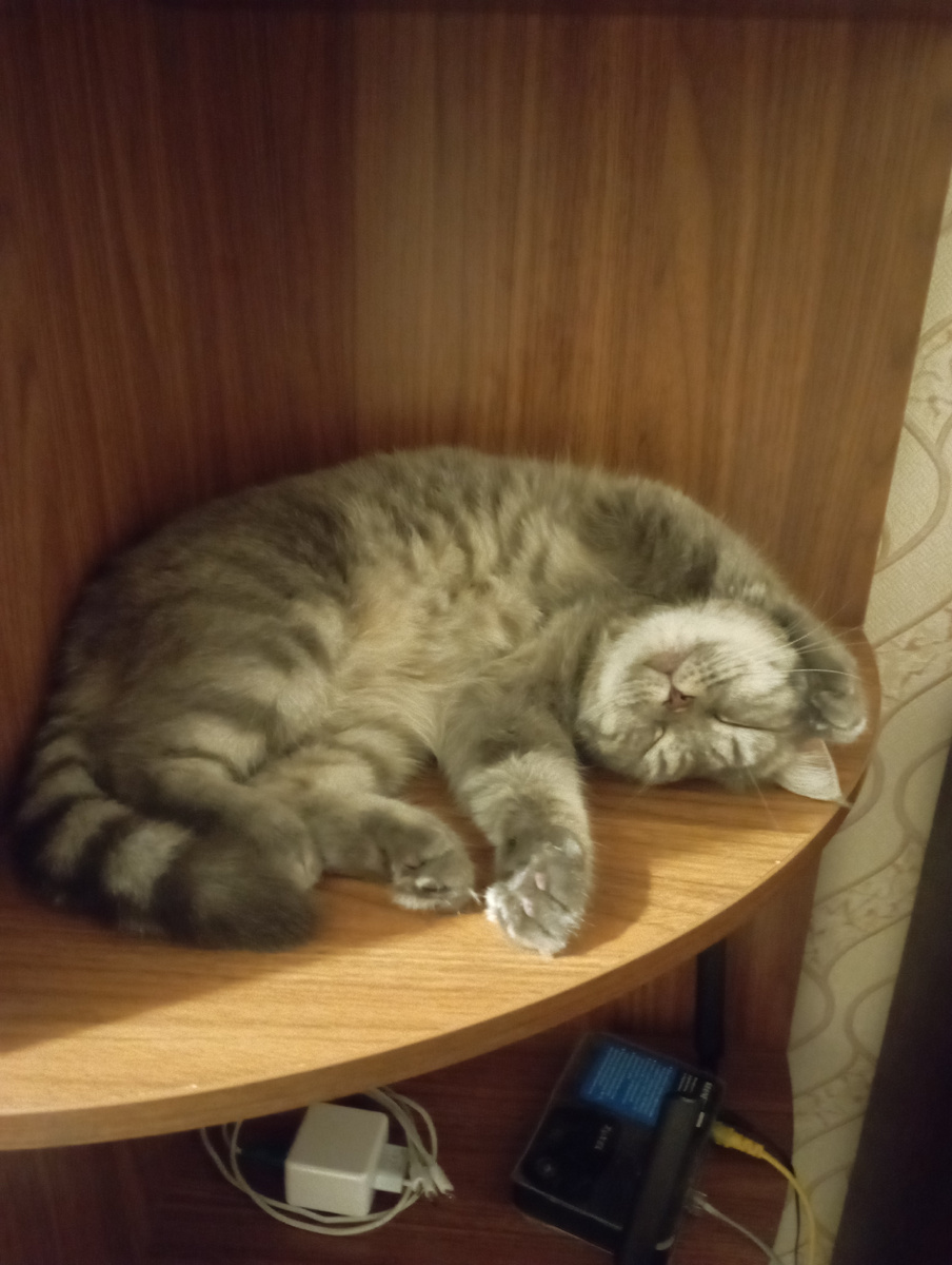 Мурка тоже расхламилась, выкинула ее старые игрушки и шнурки, помыла ее и прокапала от паразитов