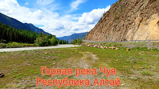 Горная река Чуя. Республика Алтай