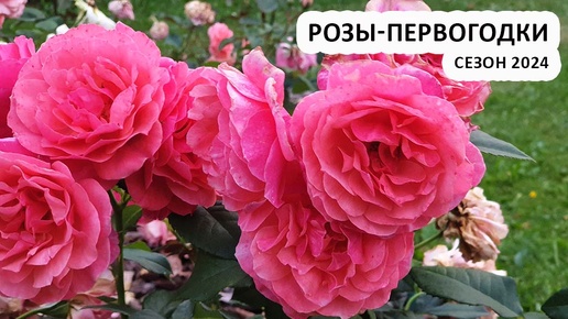 Розы-первогодки, сезон 2024 | обзор 16 сортов роз