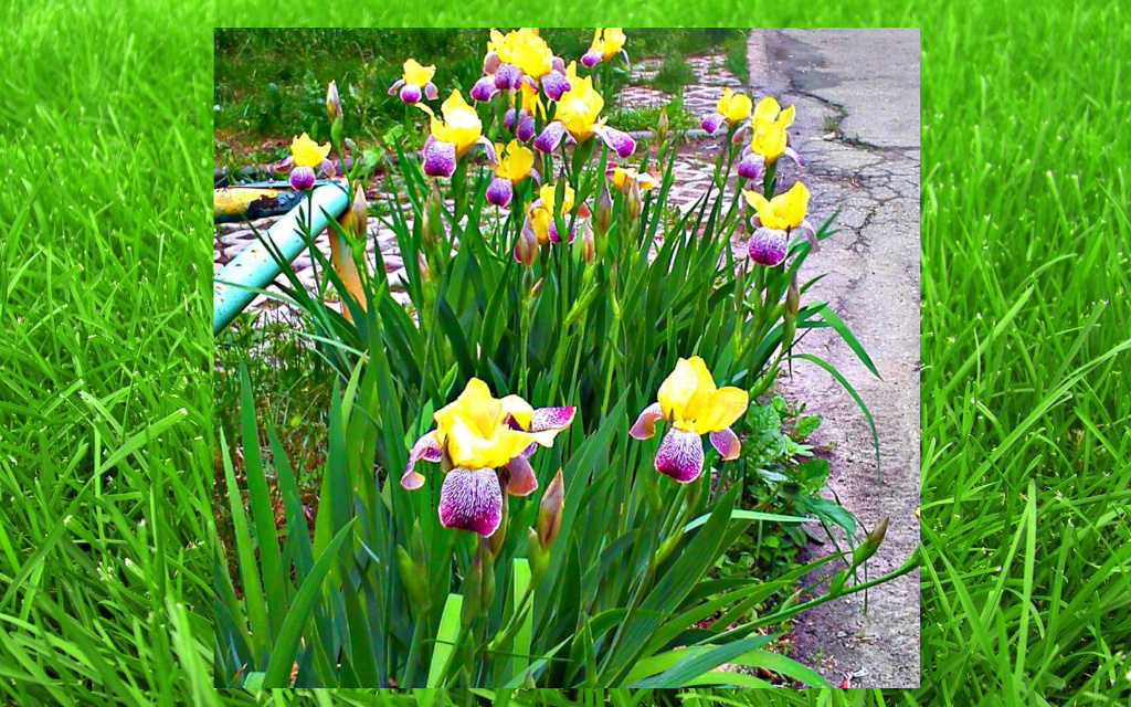 фото автора