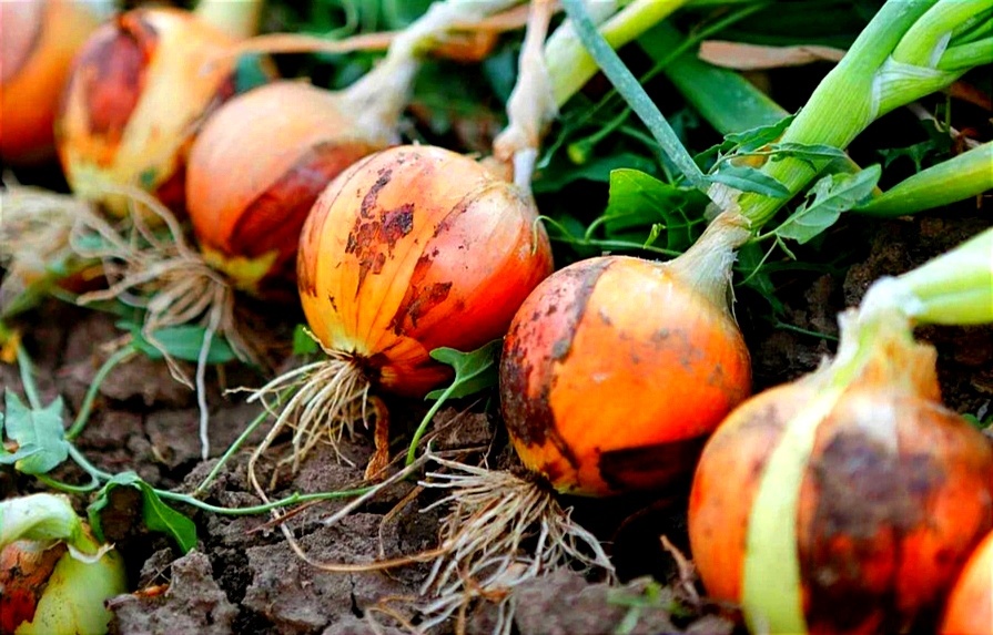 Уборка лука , рекомендации 