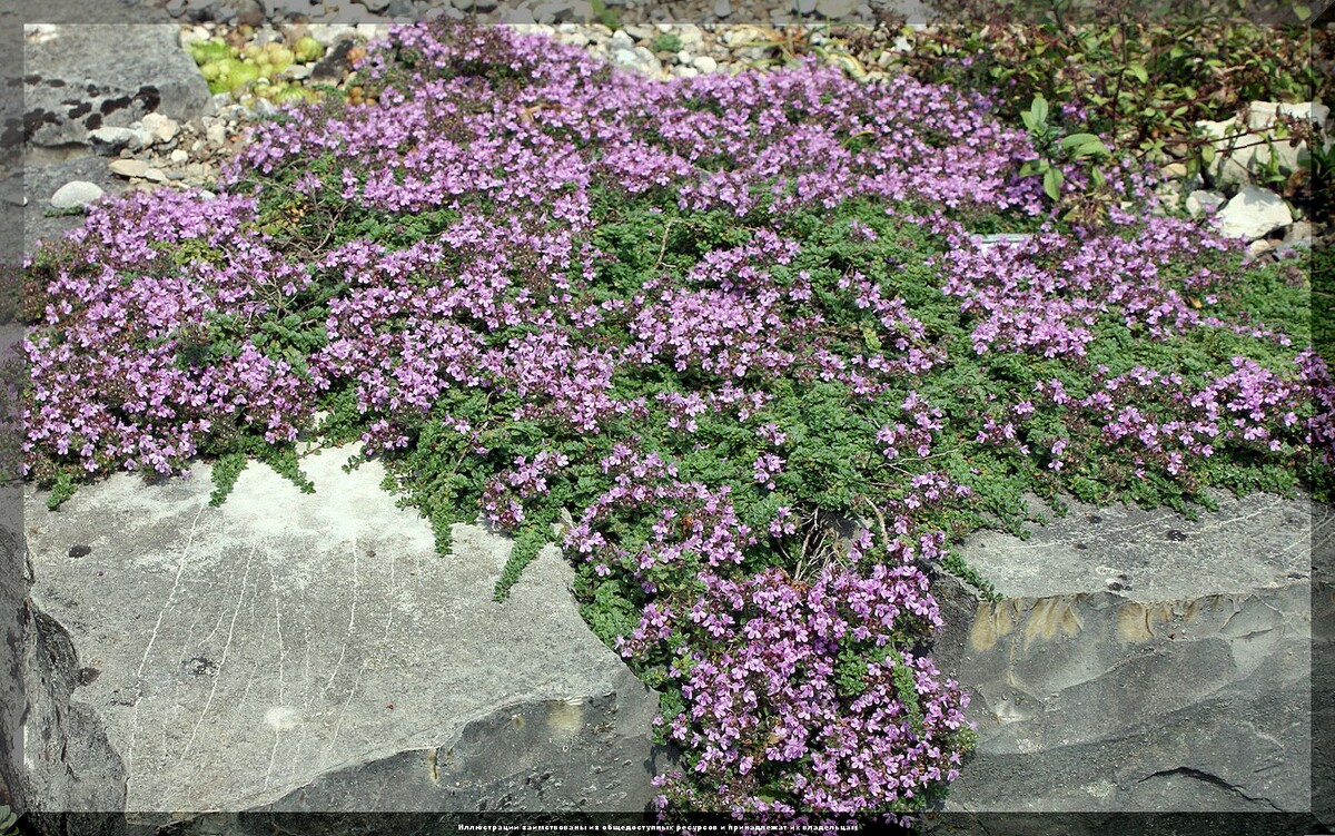 https://vk.com/photo-159774511_457268914. Тимьян ползучий