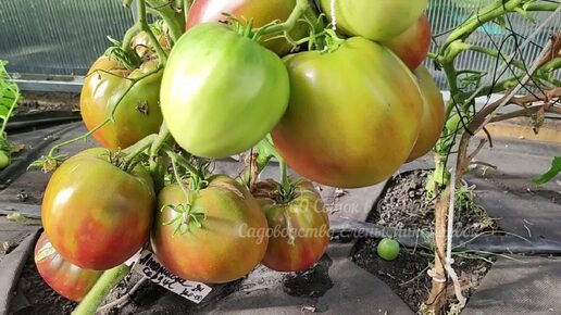 Поливаю томаты в июле и они крупные и вкусные, без вершинной гнили и желтых плечиков