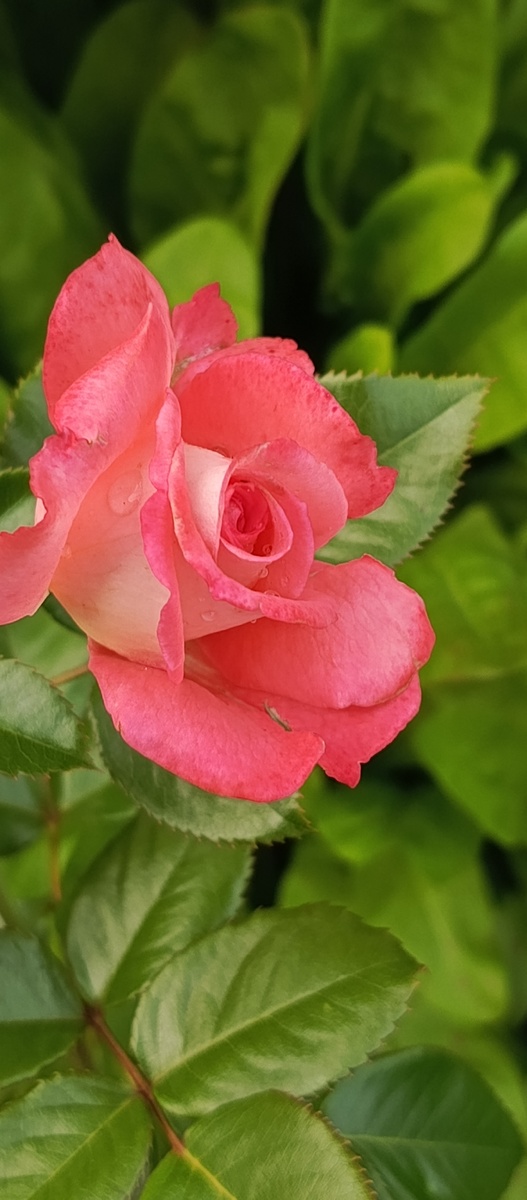 Роза распустилась 