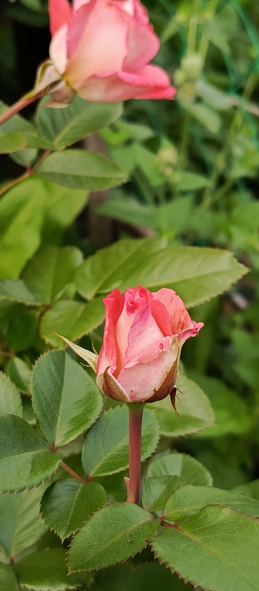 И бутоны есть