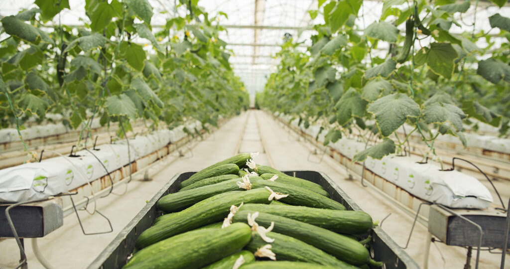 Агроном Березин рассказал, как собирать урожай огурцоы даже с пожелтевших растений