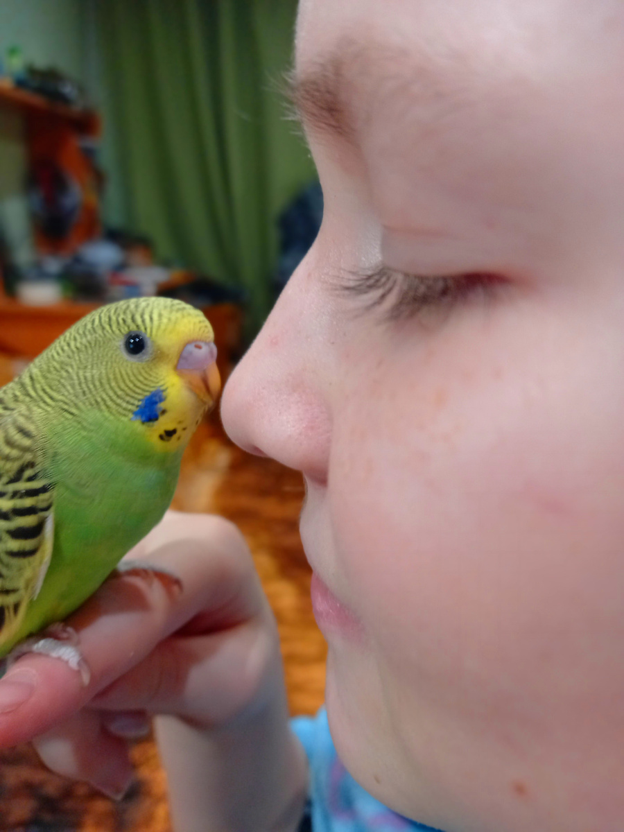 Ручной попугай