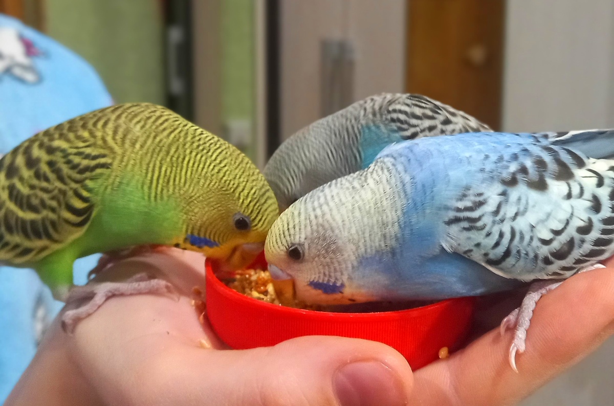 Птенцы волнистых попугаев