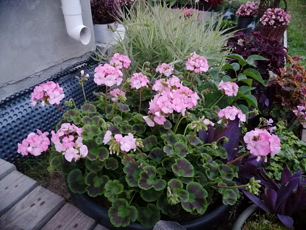 Пять дней назад оборвала ВСЕ соцветия, поскольку сильный ливень совершенно испортил их. И вот она уже снова в строю! 