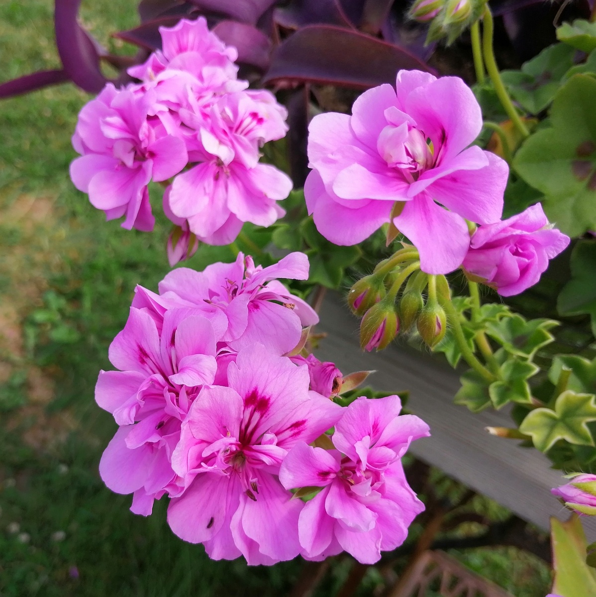 Постоянно выдаёт новые соцветия