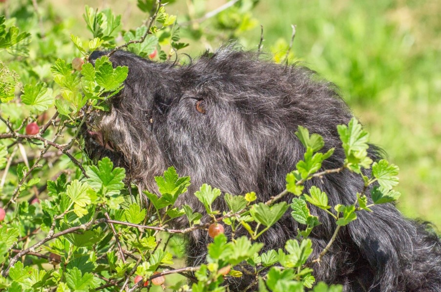 Умете ли вы обсасывать веточки колючего крыжовника, как это делает Чапа?