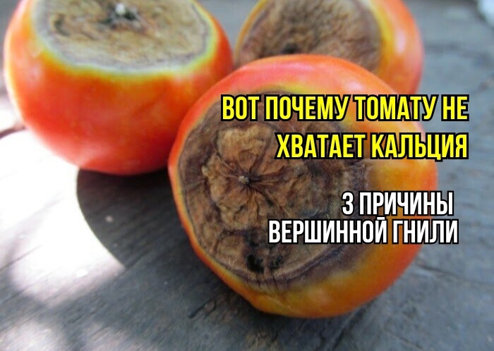 Вот почему вершинная гниль томата не уходит после подкормки кальцием: 3 причины от агрономов. И что мы делаем не так