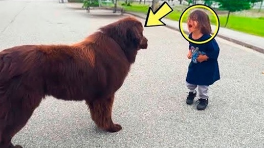 Мальчик пнул огромную собаку Реакция собаки заставила весь интернет плакать!