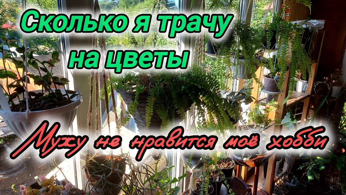 Подвесы с цветами на окне