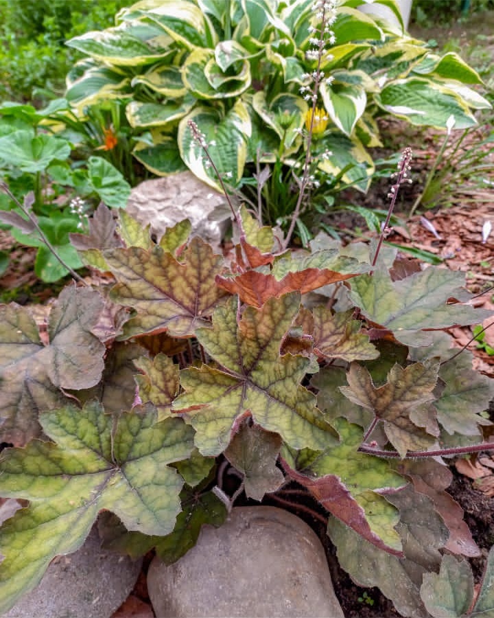 Гейхера «Art Deco». 22 июля 2024 год