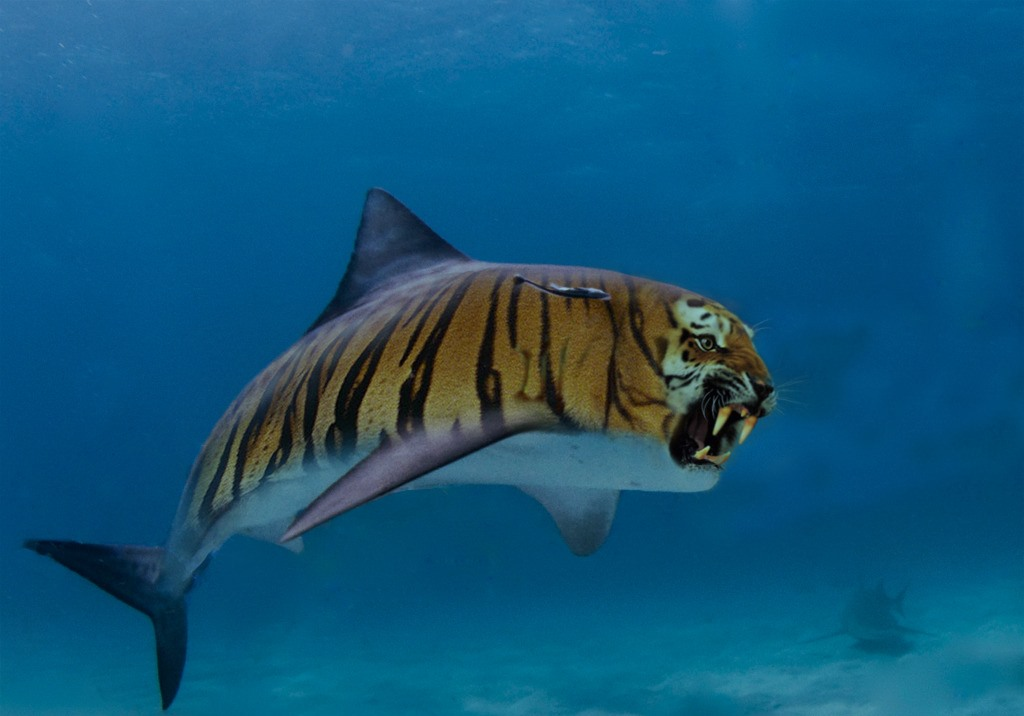 Тигровая акула
