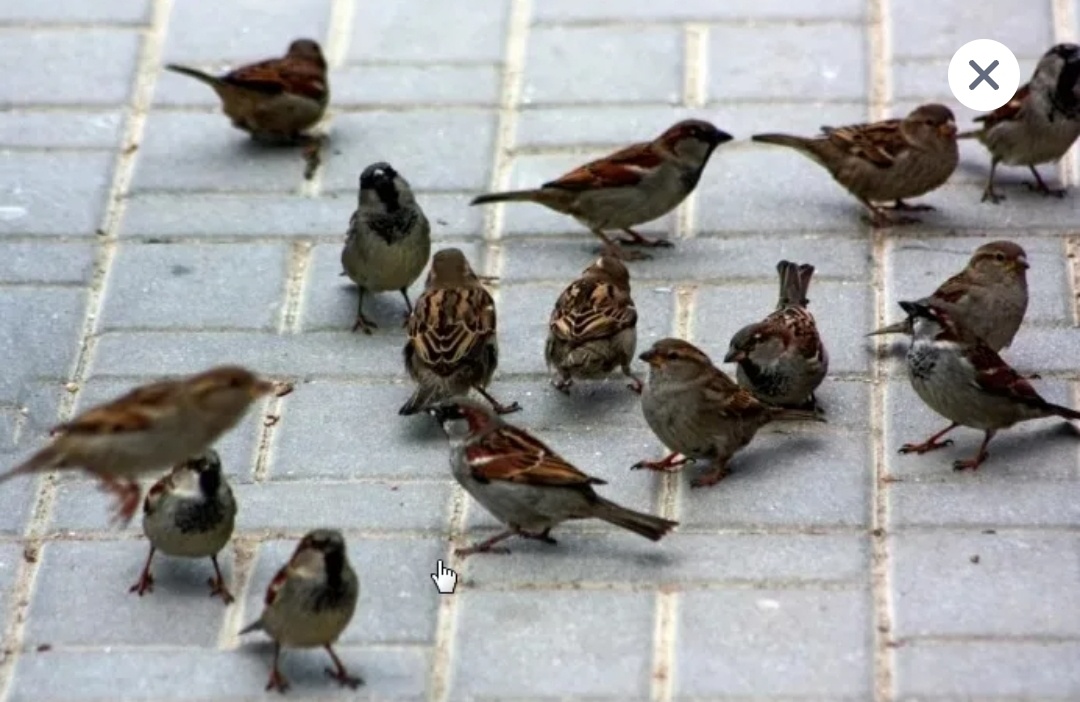 Воробушки. Фото из открытых источников.