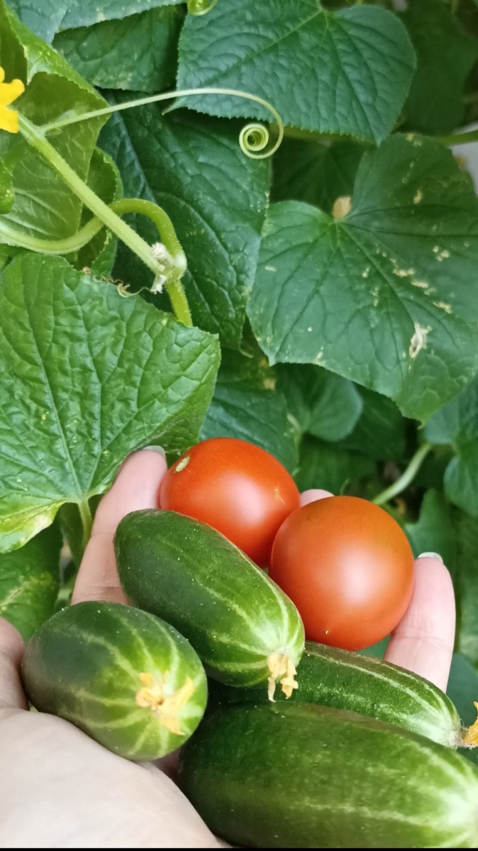 Продолжаем собирать урожай