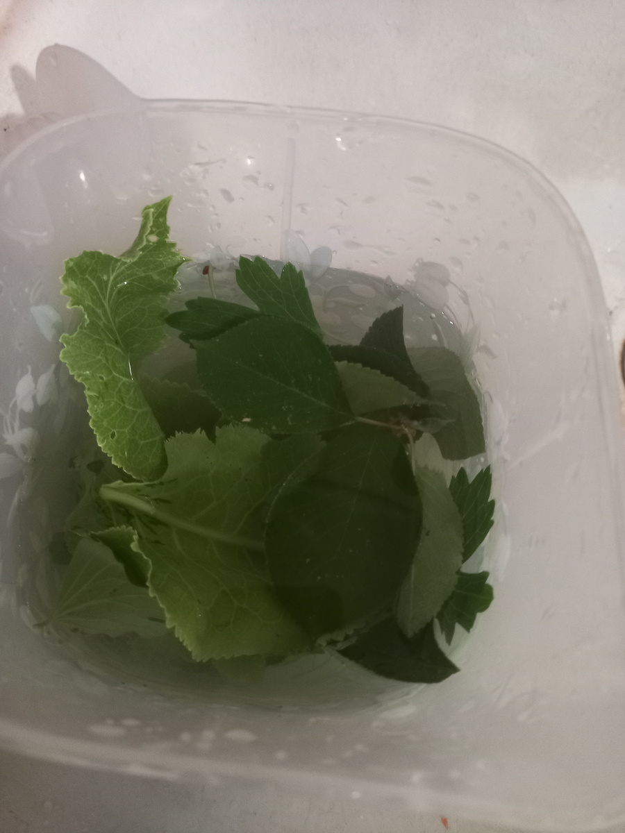 Листья в кувшине с водой)