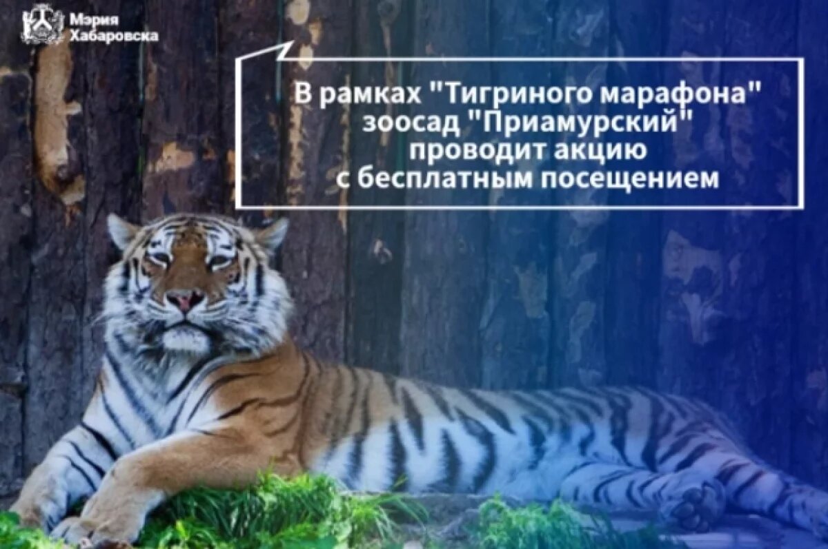    Праздник хищника: зоосад «Приамурский» проводит «Тигриный марафон»