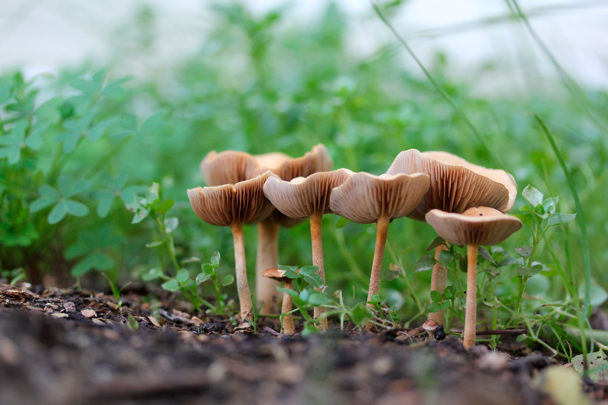    Фото: GirlchildDIM / Shutterstock.com