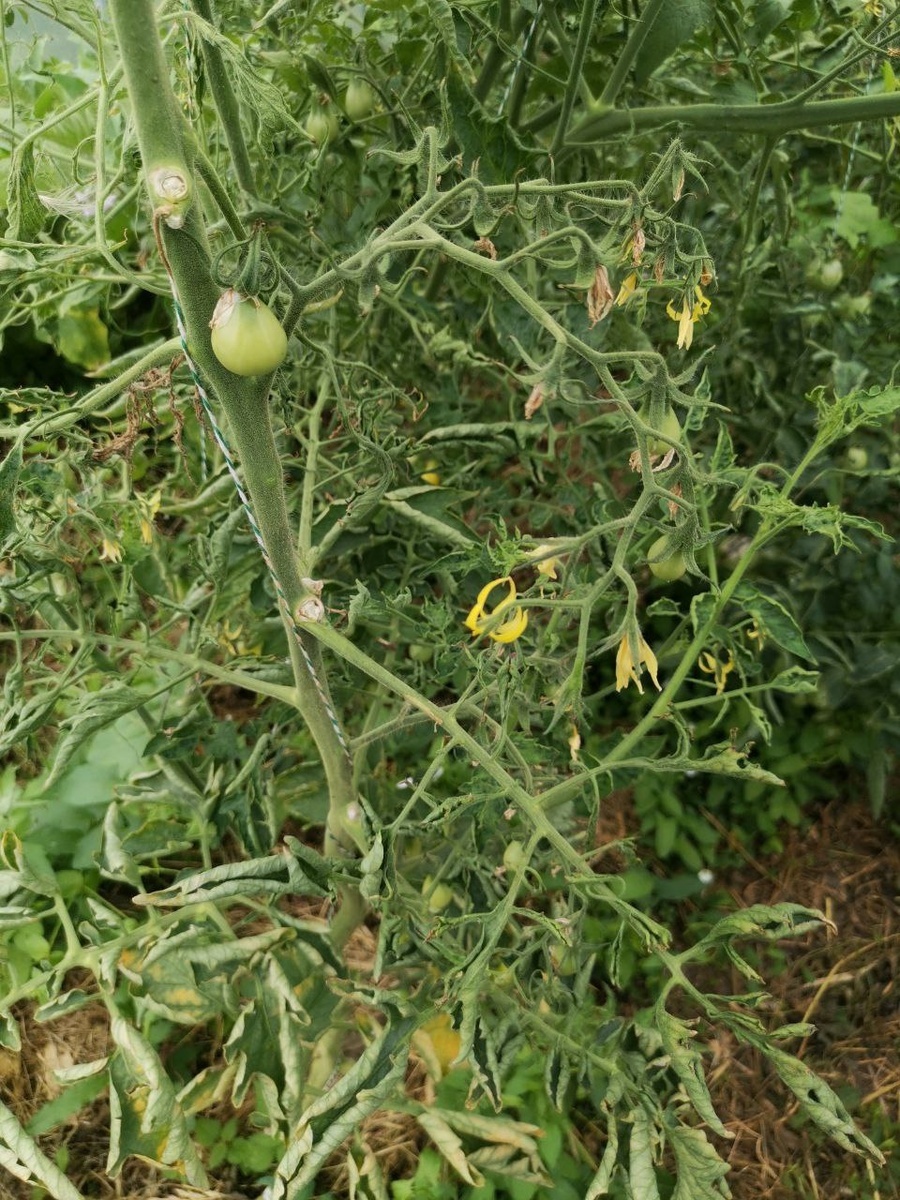 Добавьте описание