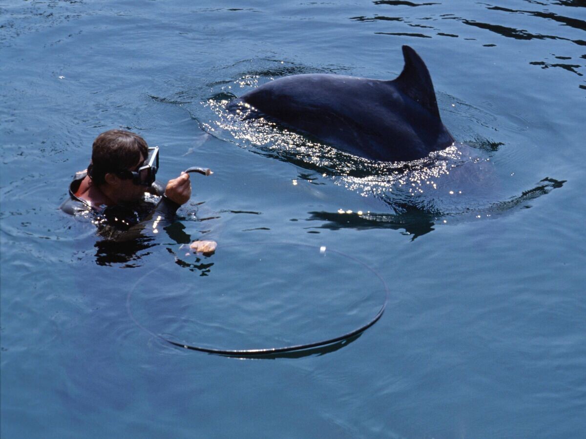    Военно-морской дельфинарий в Казачьей бухте Севастополя © РИА Новости / Игорь Михалев