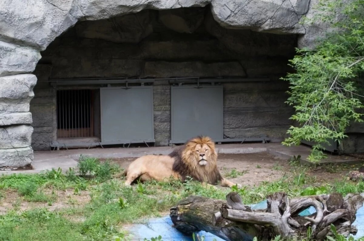    Для хищных кошек в зоопарке Новосибирска построят новый павильон в 2024