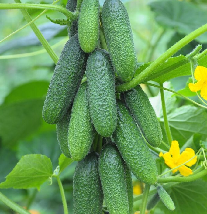 Много огурцов