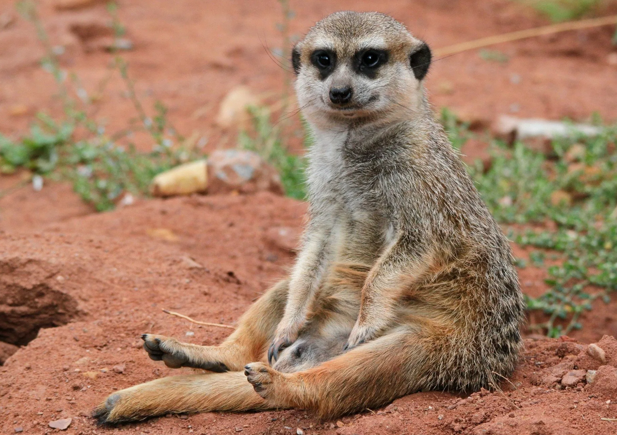 Африканский сурикат