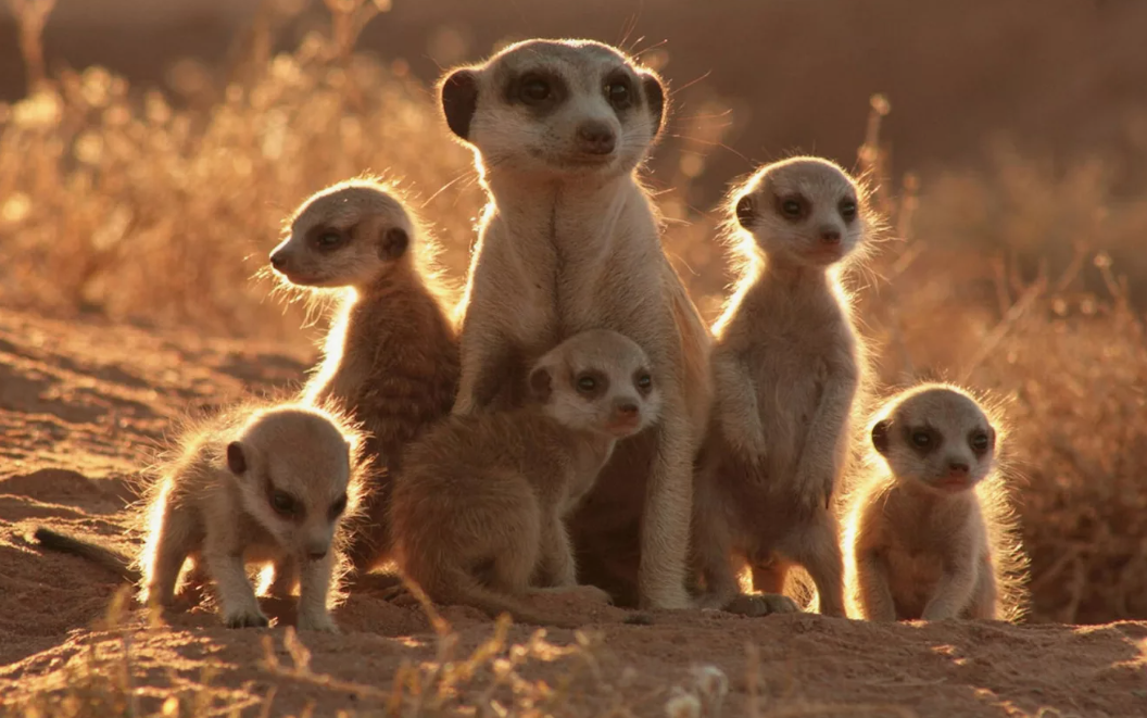 Сурикаты Калахари