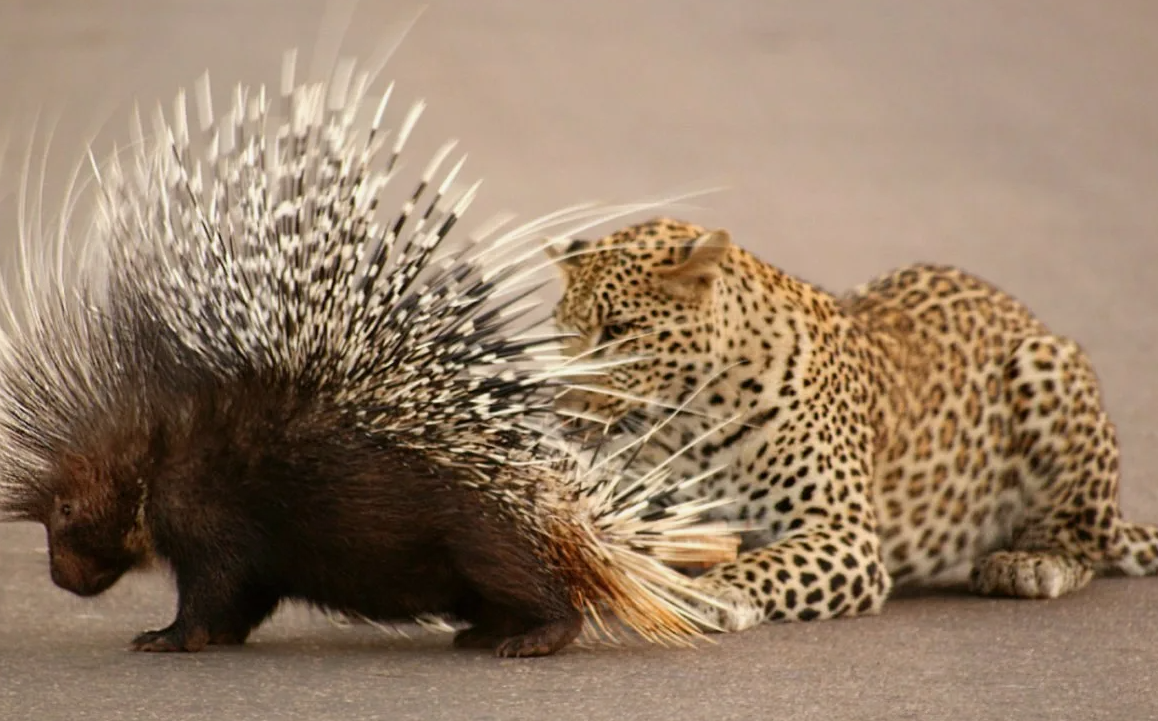 Индийский хохлатый дикобраз и леопард