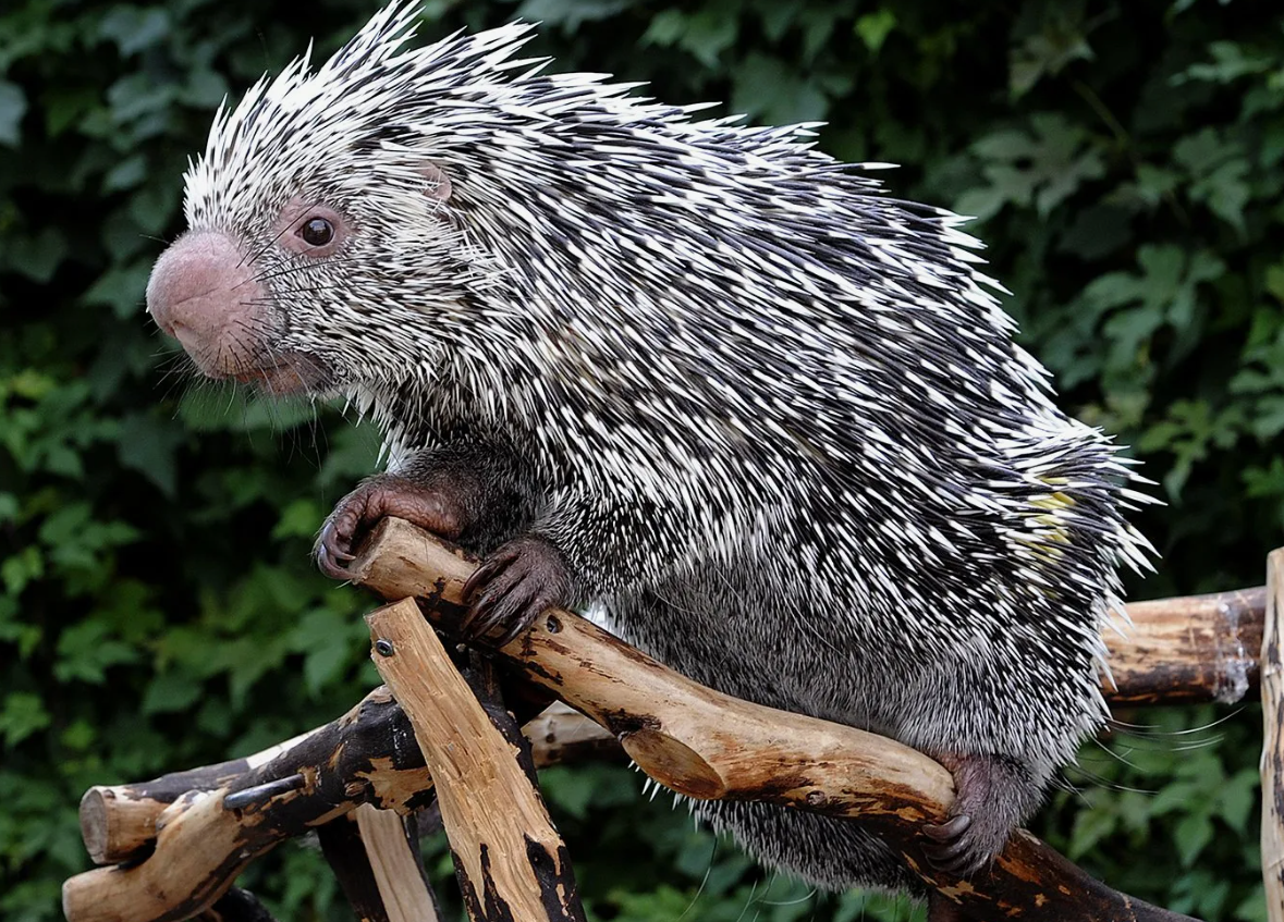 Древесный Дикобраз (иглошерст)
