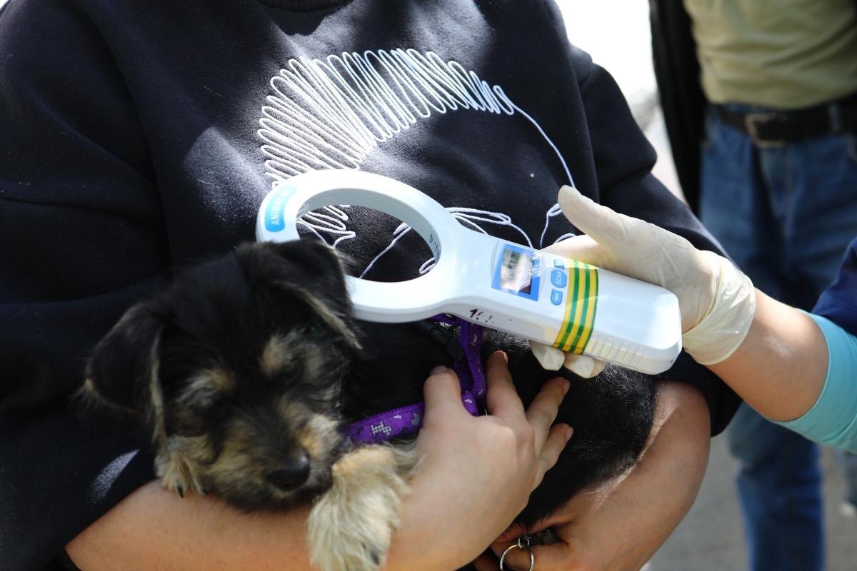    В Сургутском районе бесплатно вакцинировали и чипировали собак