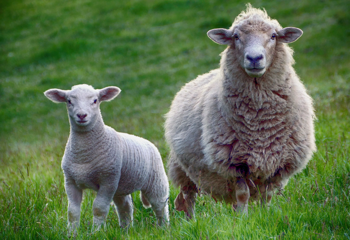 Цигайская порода овец