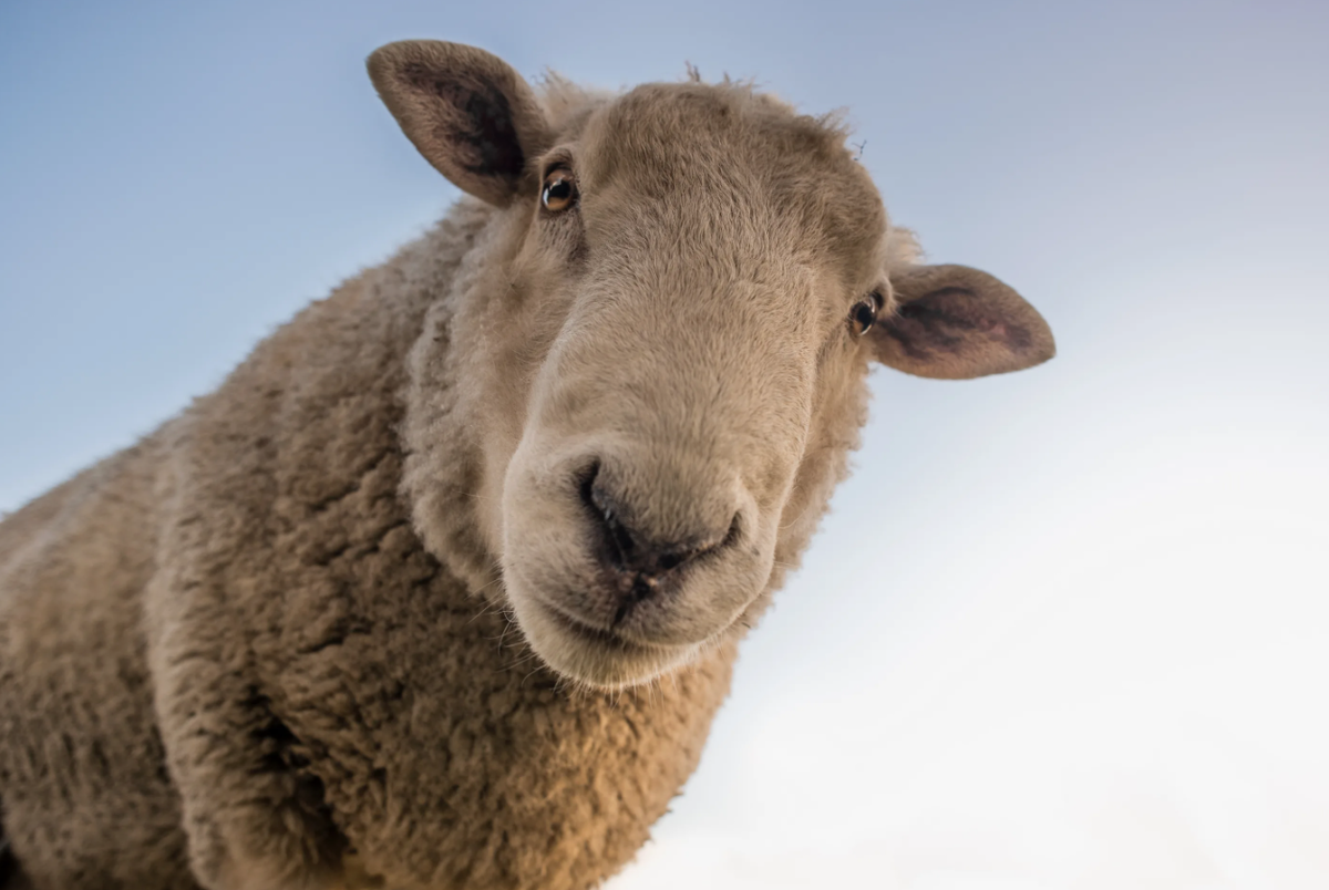 Идет сканирование сетчатки глаза...