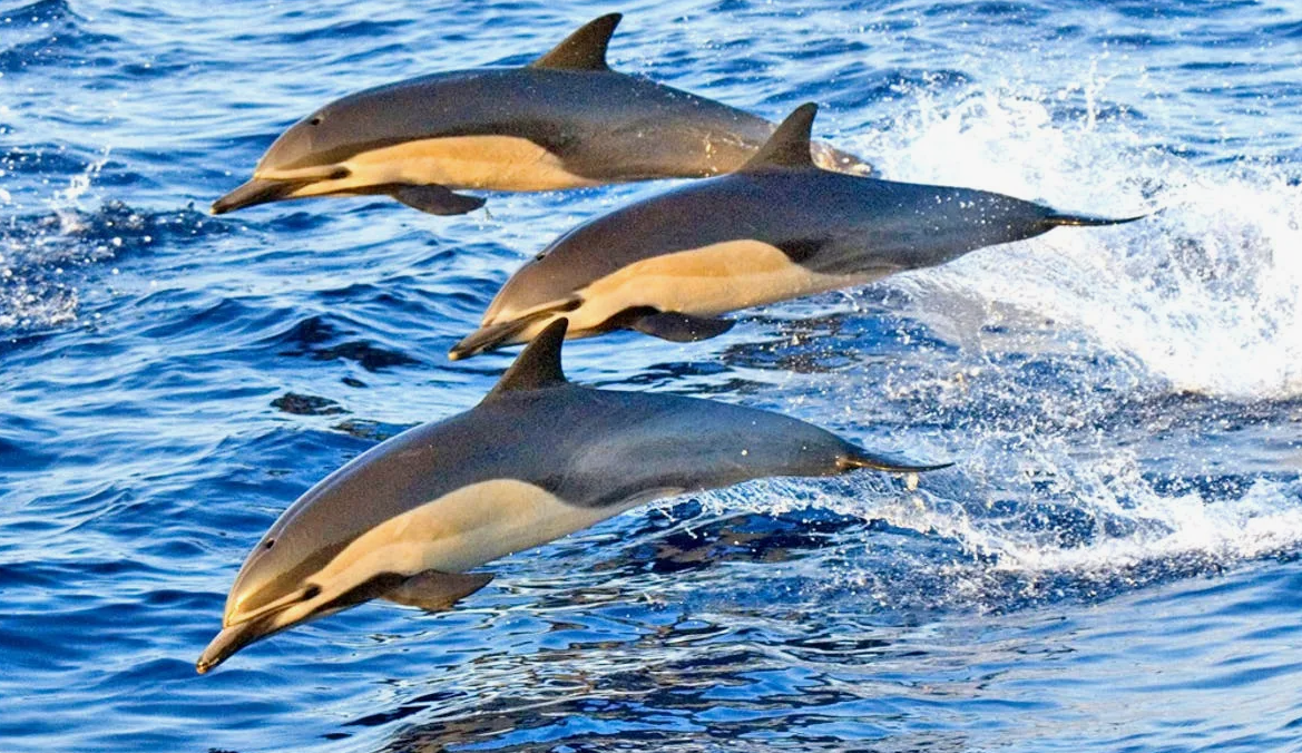 Белобочка Черноморская