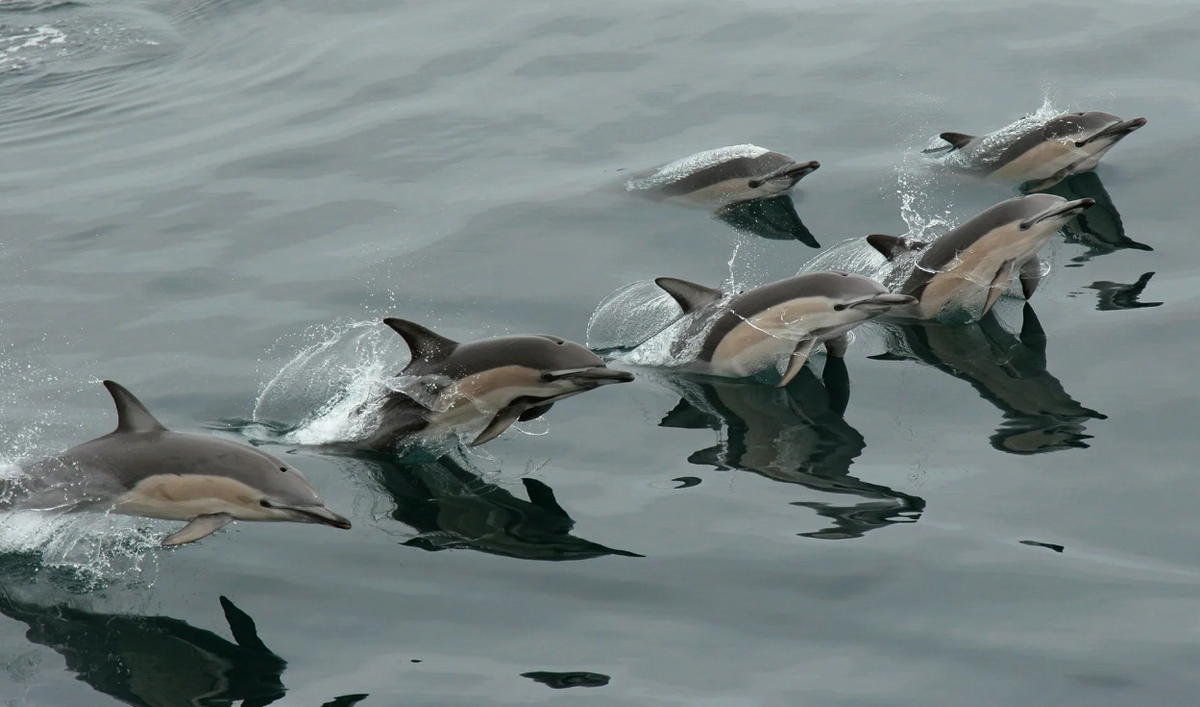 Атлантический белобокий дельфин