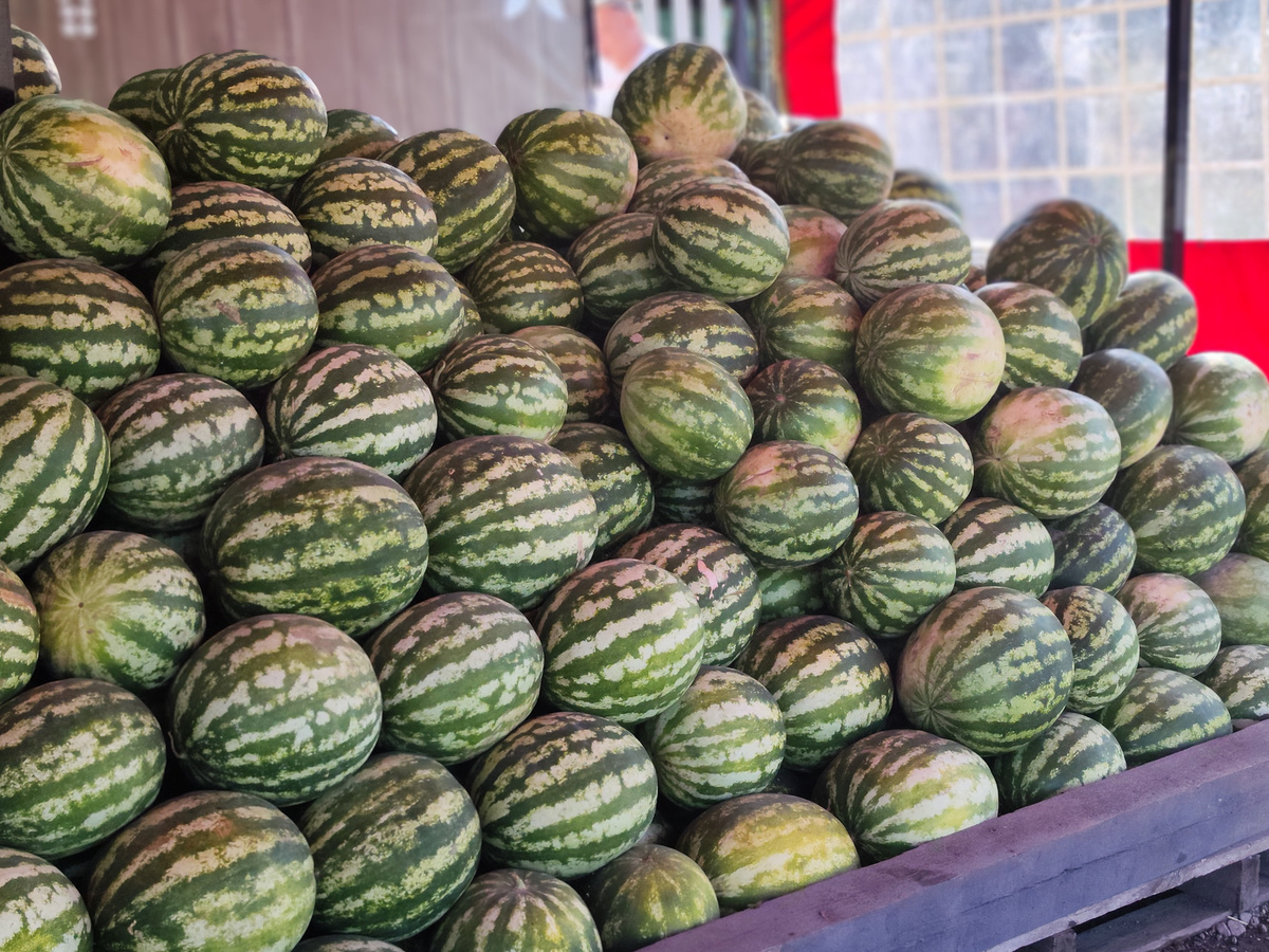 В России ожидается рост цен на арбузы и дыни.  Фото: ФедералПресс / Ксения Кобалия