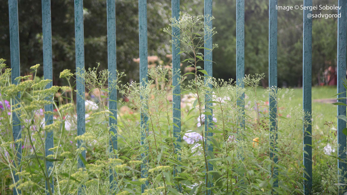 Деллингерия зонтичная 'Weisser Schirm'. 2 фото.