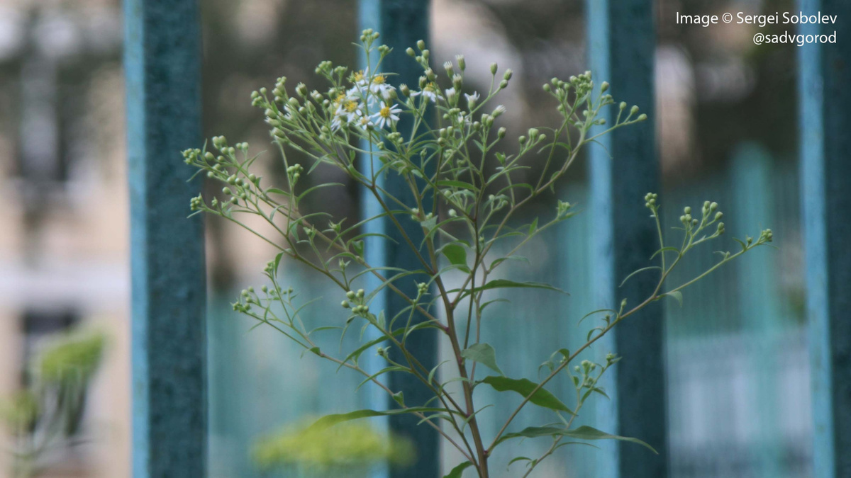 Вот они — цветочки! )