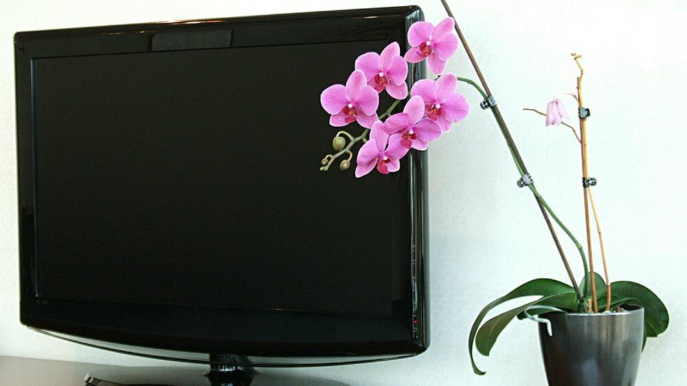 Фото: Виктор Лисицын/Global Look Press