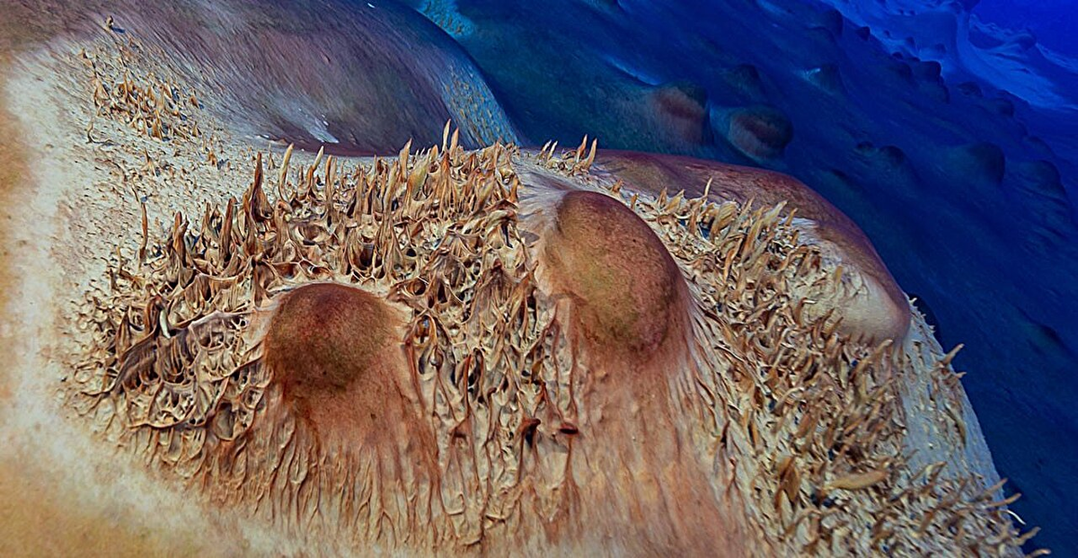 Микробные сообщества в озерах образуют две разные формы: большие круглые конусы и более мелкие перистые структуры. Фото: Dale T. Andersen and James Grecian